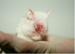 A white mouse suffers from skin and eye irritation tests conducted in a research lab. (Care2.com)