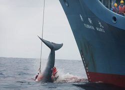 Japanese whaling vessel