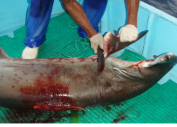 The practice of 'shark finning' is threatening many of the world's species of sharks. (Costa Rica Star)