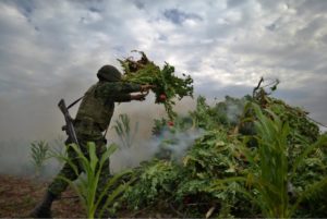 A Mexican soldier destroying opium poppies in Navalato, Sinaloa State. The New York Times. Fernando Brito.